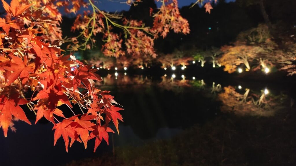 町田市の「薬師池公園」のライトアップを見て来ました。25