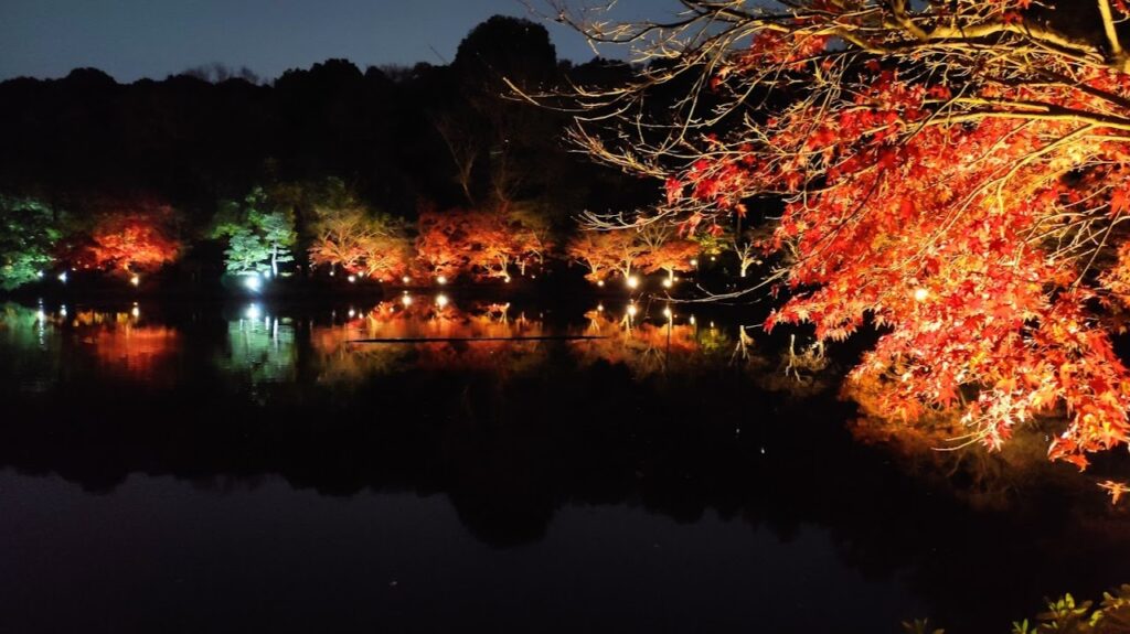 町田市の「薬師池公園」のライトアップを見て来ました。26