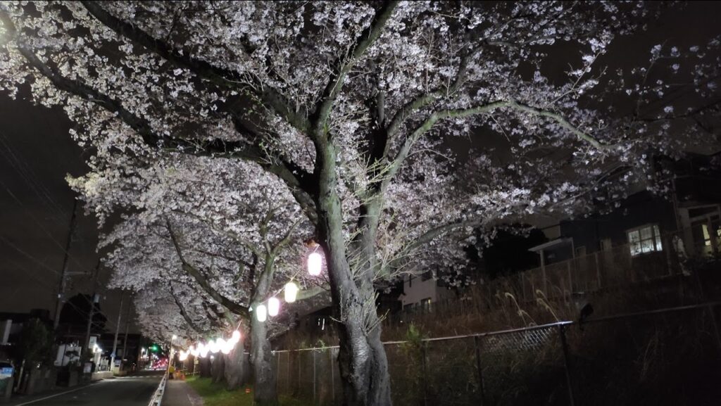 「新磯公民館」近くで行われている桜のライトアップを見てきました。02