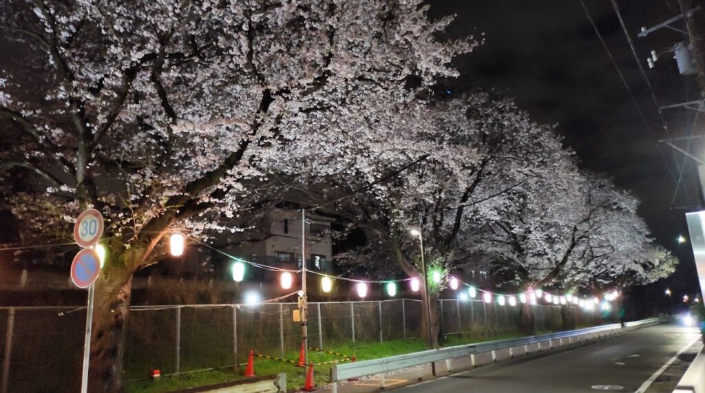 「新磯公民館」近くで行われている桜のライトアップを見てきました。05