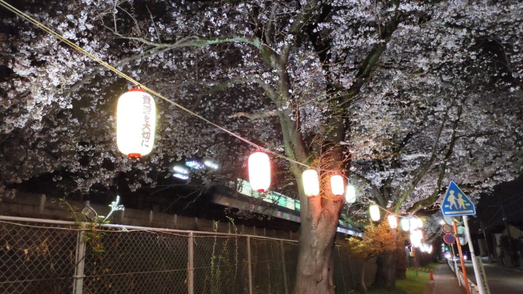 「新磯公民館」近くで行われている桜のライトアップを見てきました。08