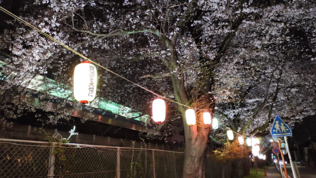 「新磯公民館」近くで行われている桜のライトアップを見てきました。09