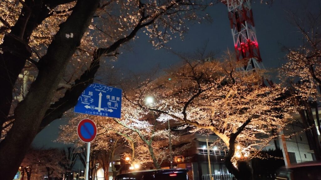 相模原市役所前の桜のライトアップを見てきました。03