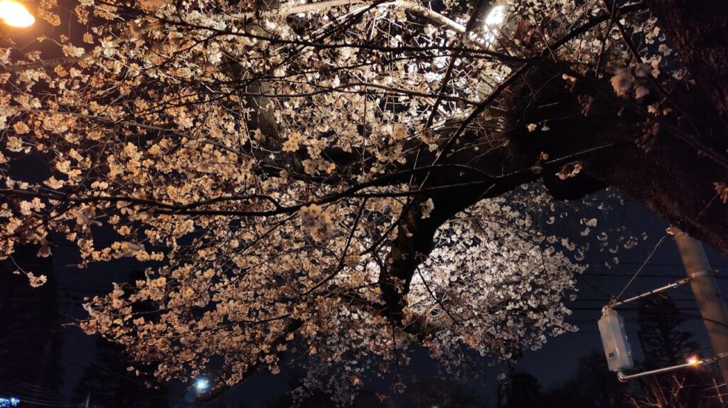 相模原市役所前の桜のライトアップを見てきました。05