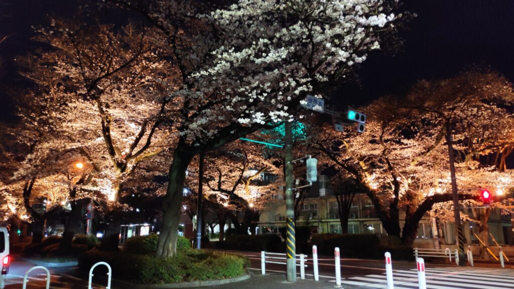 相模原市役所前の桜のライトアップを見てきました。06