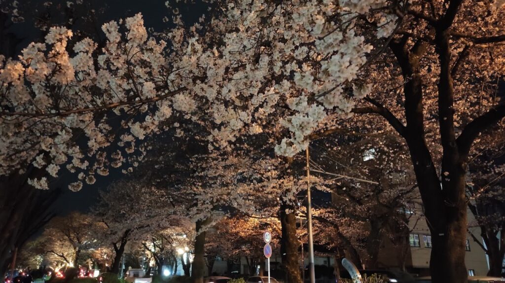 相模原市役所前の桜のライトアップを見てきました。09
