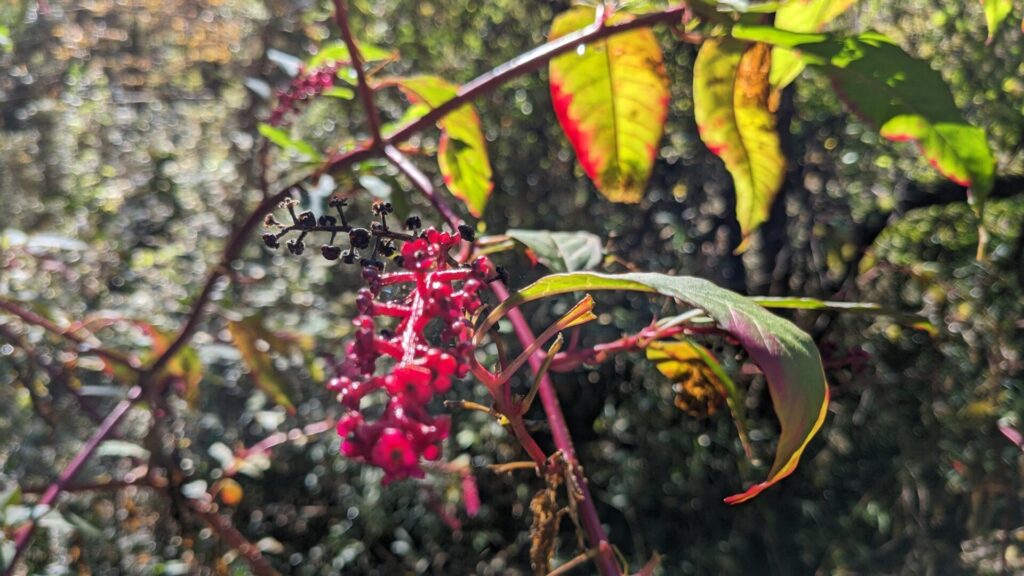 藤野の ”芸術の道”　を散歩してきました。20