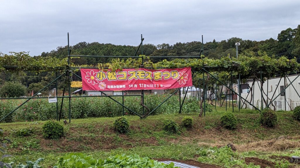 緑区の「小松コスモス園」さんのコスモスを見てきました。03