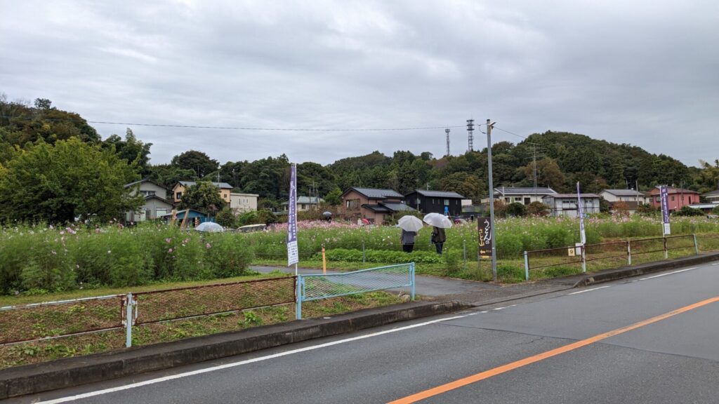 緑区の「小松コスモス園」さんのコスモスを見てきました。11