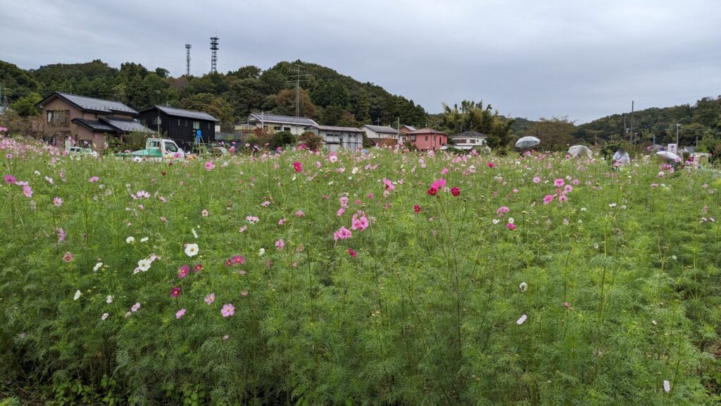 緑区の「小松コスモス園」さんのコスモスを見てきました。12