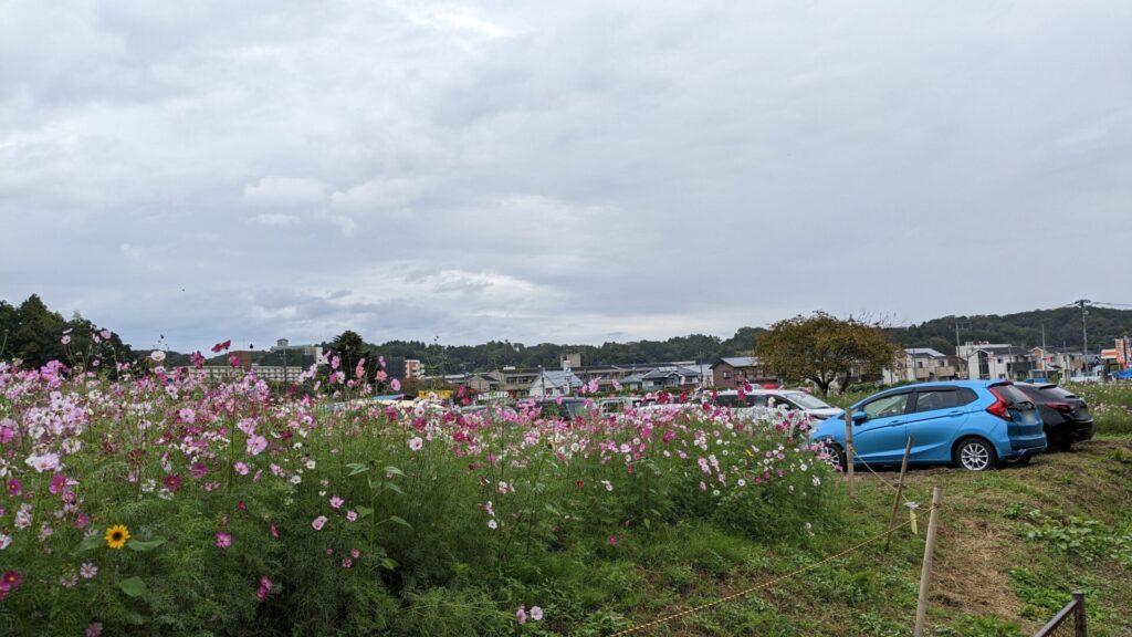 緑区の「小松コスモス園」さんのコスモスを見てきました。13