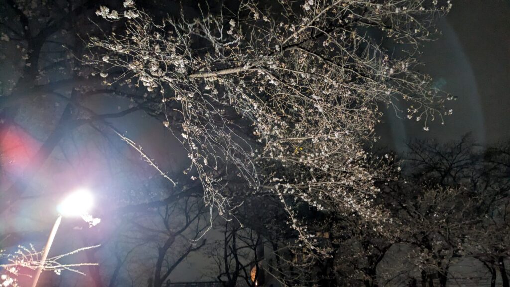 第10回 ”おださがさくら祭り” が3月28日（土）開催です。03