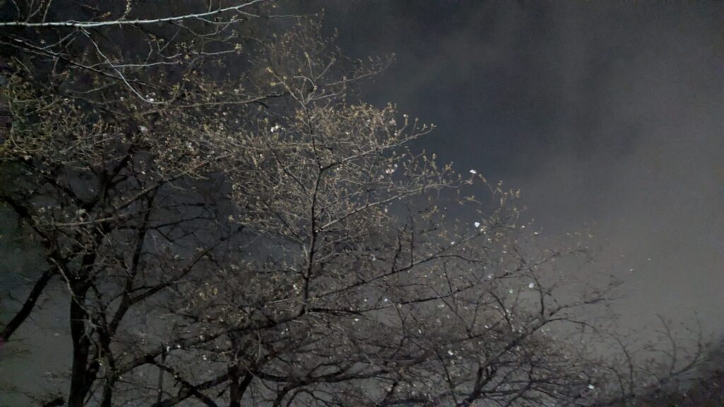 第10回 ”おださがさくら祭り” が3月28日（土）開催です。04