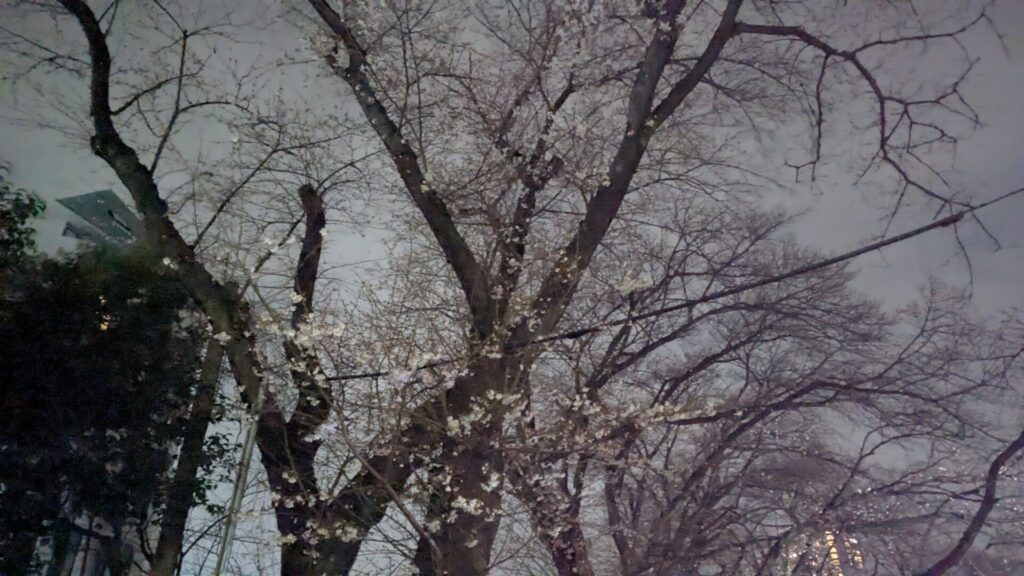 第10回 ”おださがさくら祭り” が3月28日（土）開催です。05