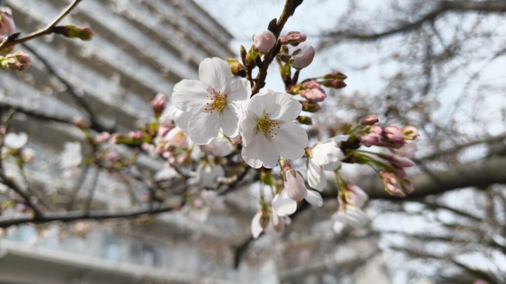 西門エリアで ”夜桜祭り” が開催されていました。05