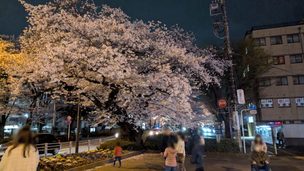 第53回 ”相模原市民桜まつり” が開催されます。02