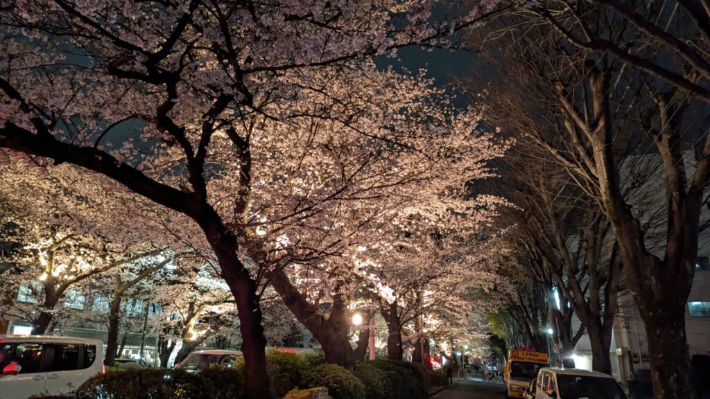 第53回 ”相模原市民桜まつり” が開催されます。03