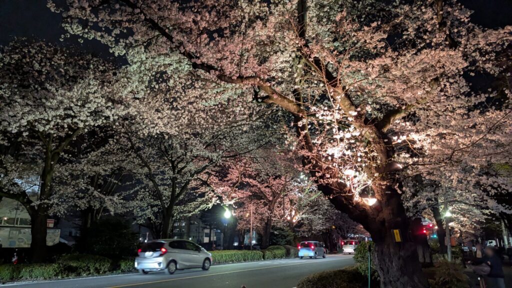 第53回 ”相模原市民桜まつり” が開催されます。04