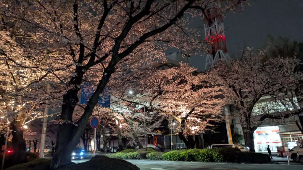 第53回 ”相模原市民桜まつり” が開催されます。05