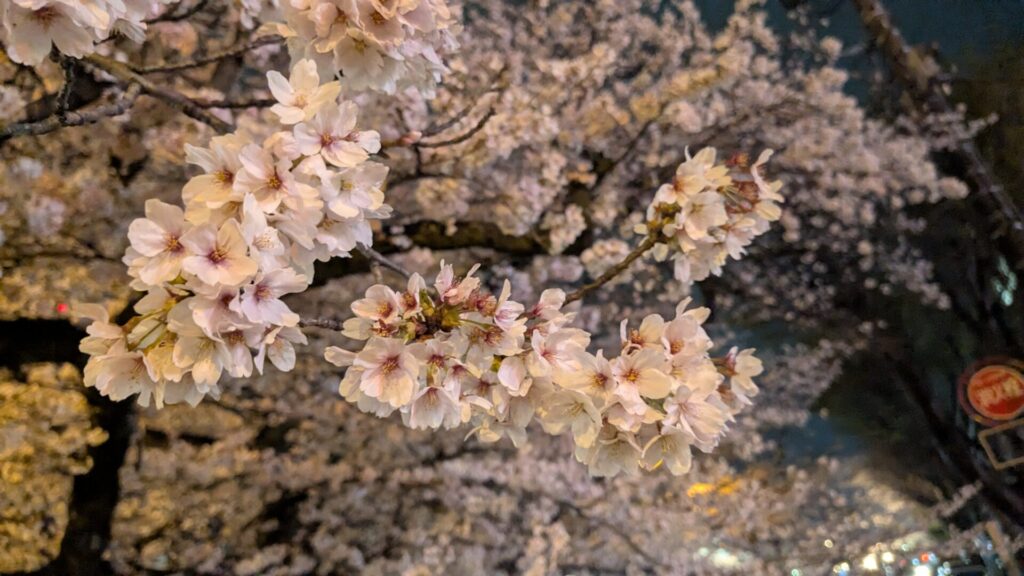 第53回 ”相模原市民桜まつり” が開催されます。07